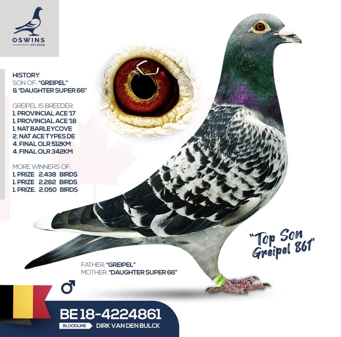 FOR SALE — DIRECT SON OF “GREIPEL” 