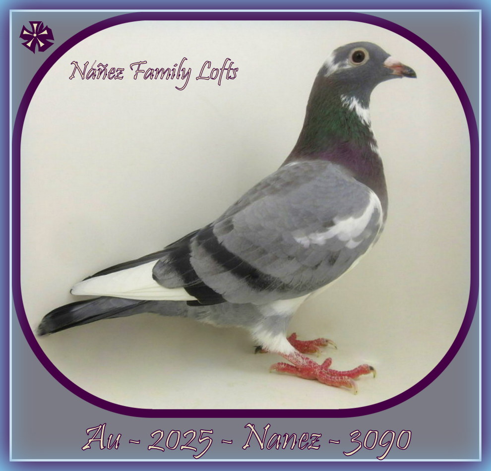 AU 2025 NANEZ 3090