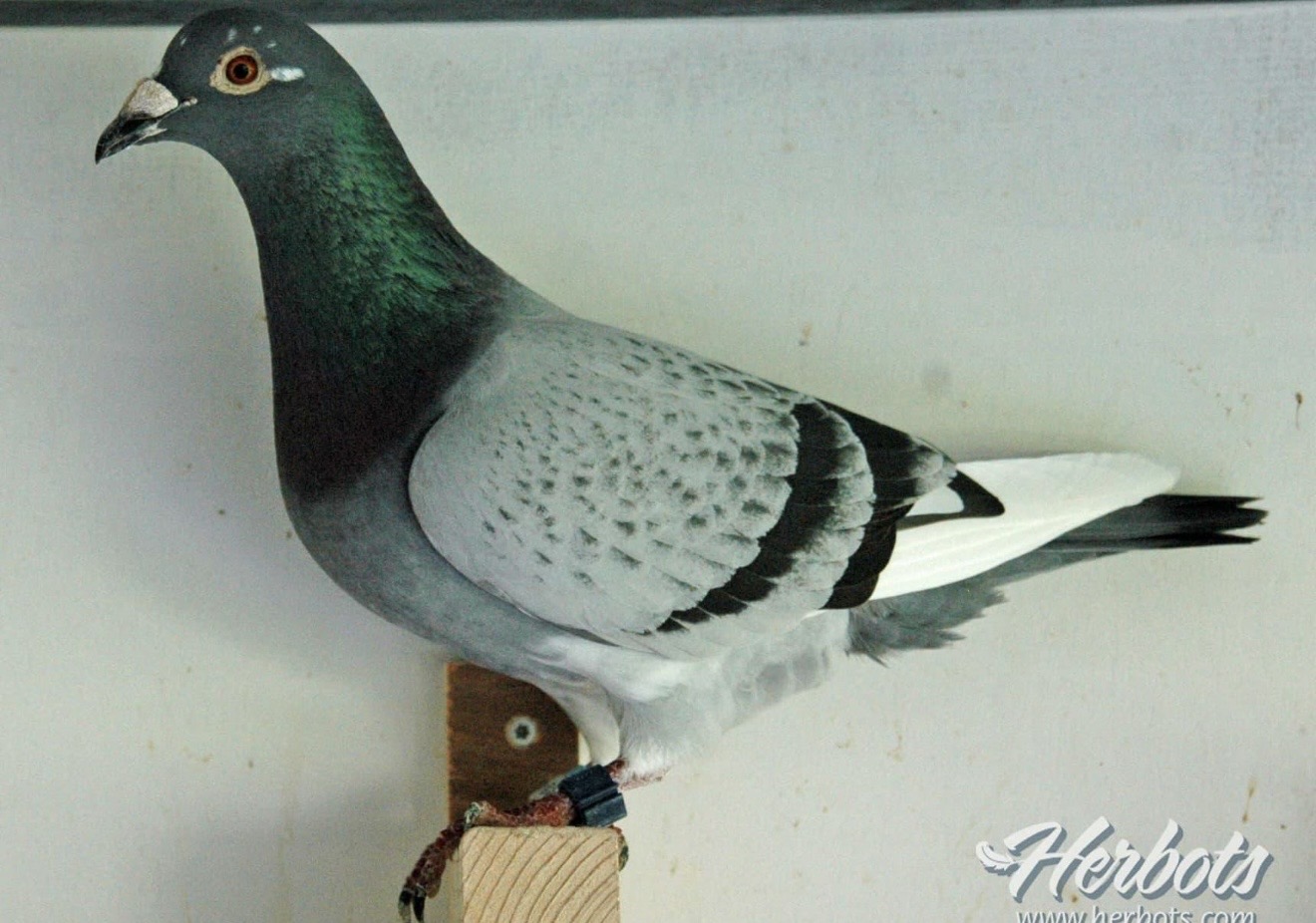 Preview Image 4