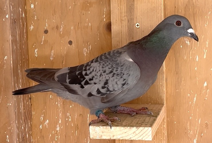 Double Granddaughter of Peugeot 206