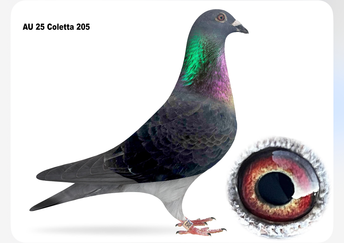 AU 25 Coletta 205