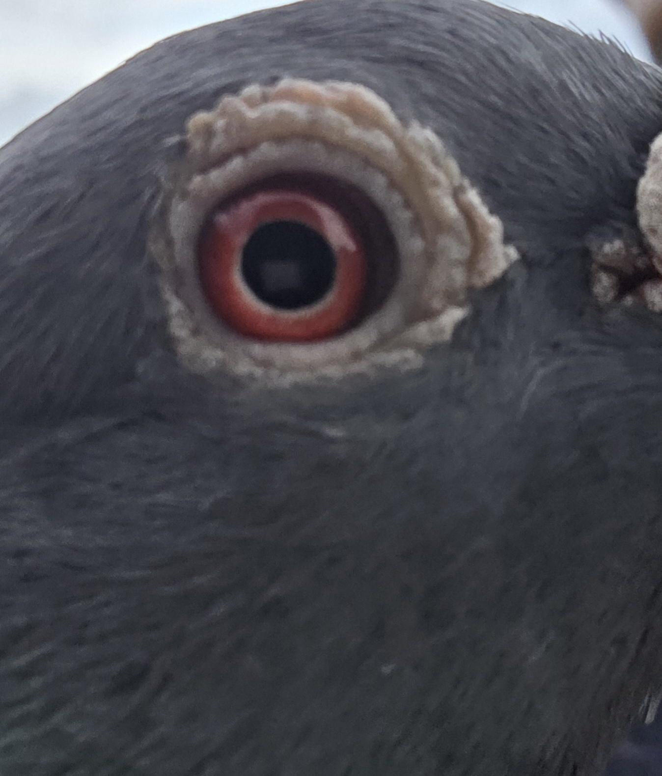 Preview Image 3