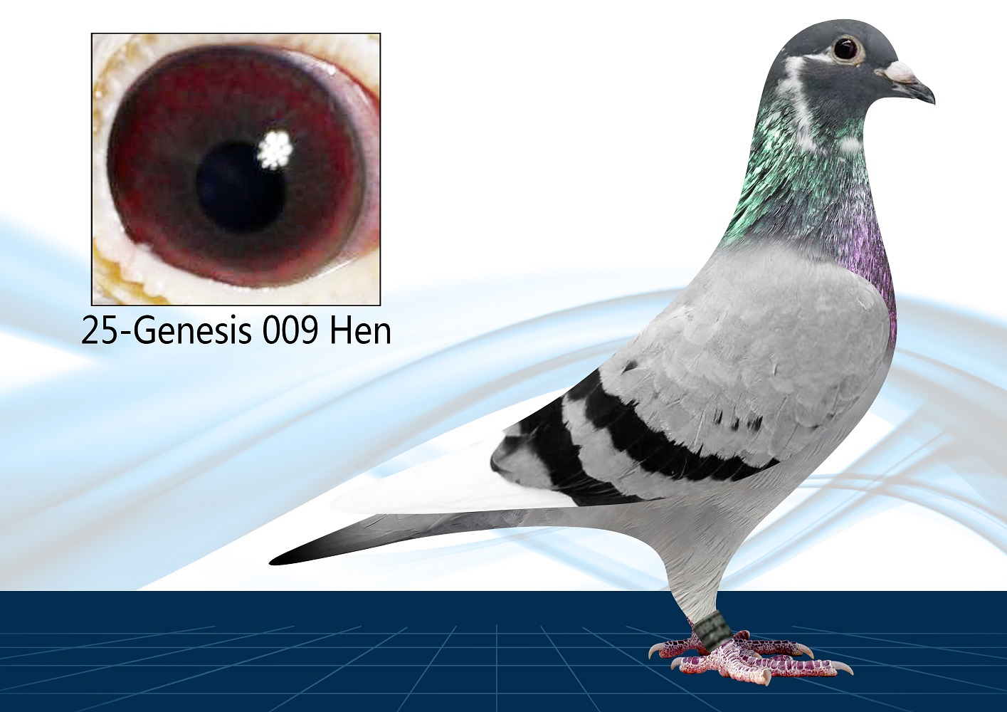 25-009(Hen) Inbred Surebet