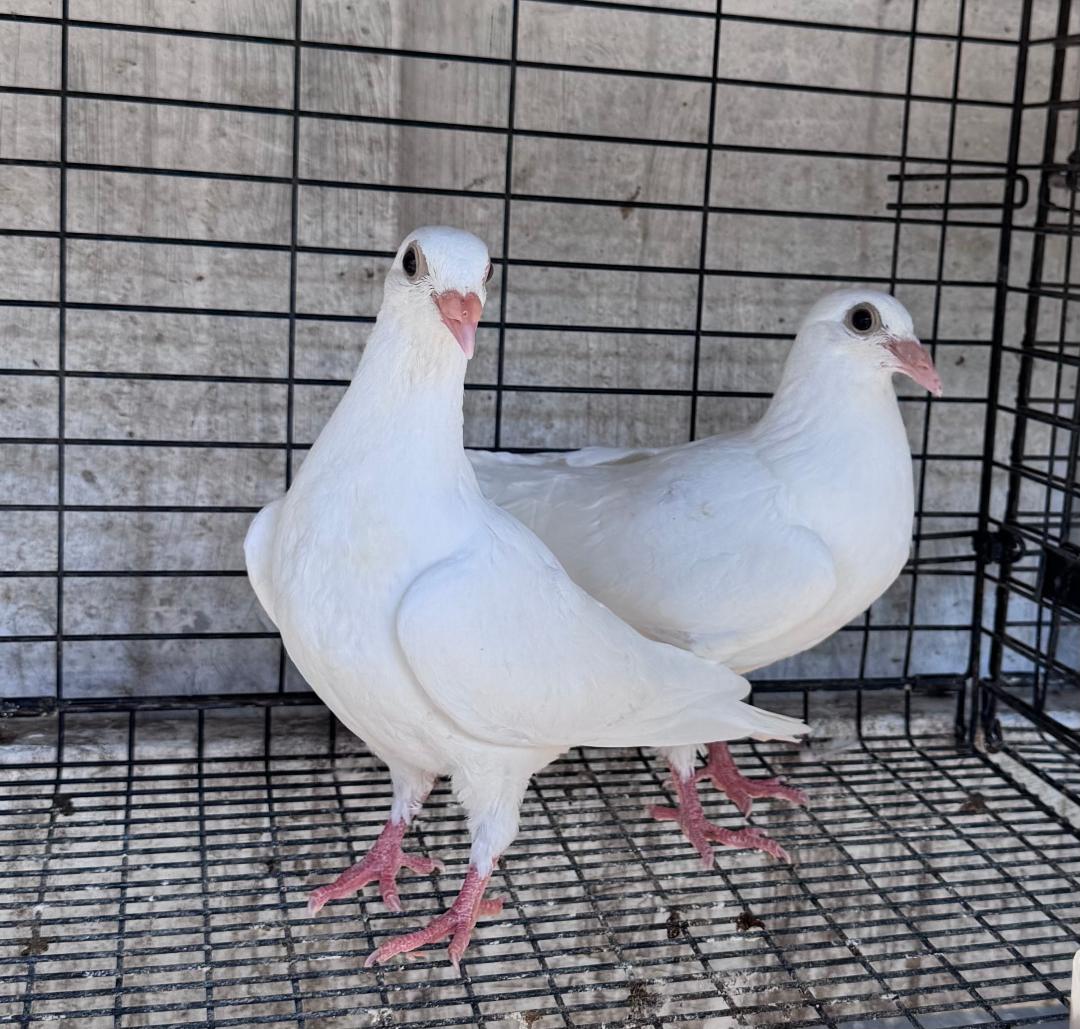 2 NEST MATES WITHOUT BANDS WAS IN THE HOSPITAL WHEN NEEDED BANDED