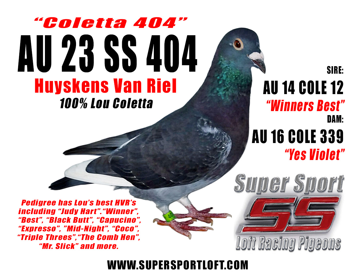 iPigeon.com - Racing Pigeon Auction
