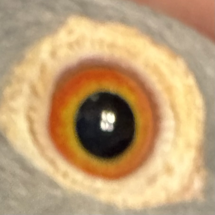 Preview Image 4