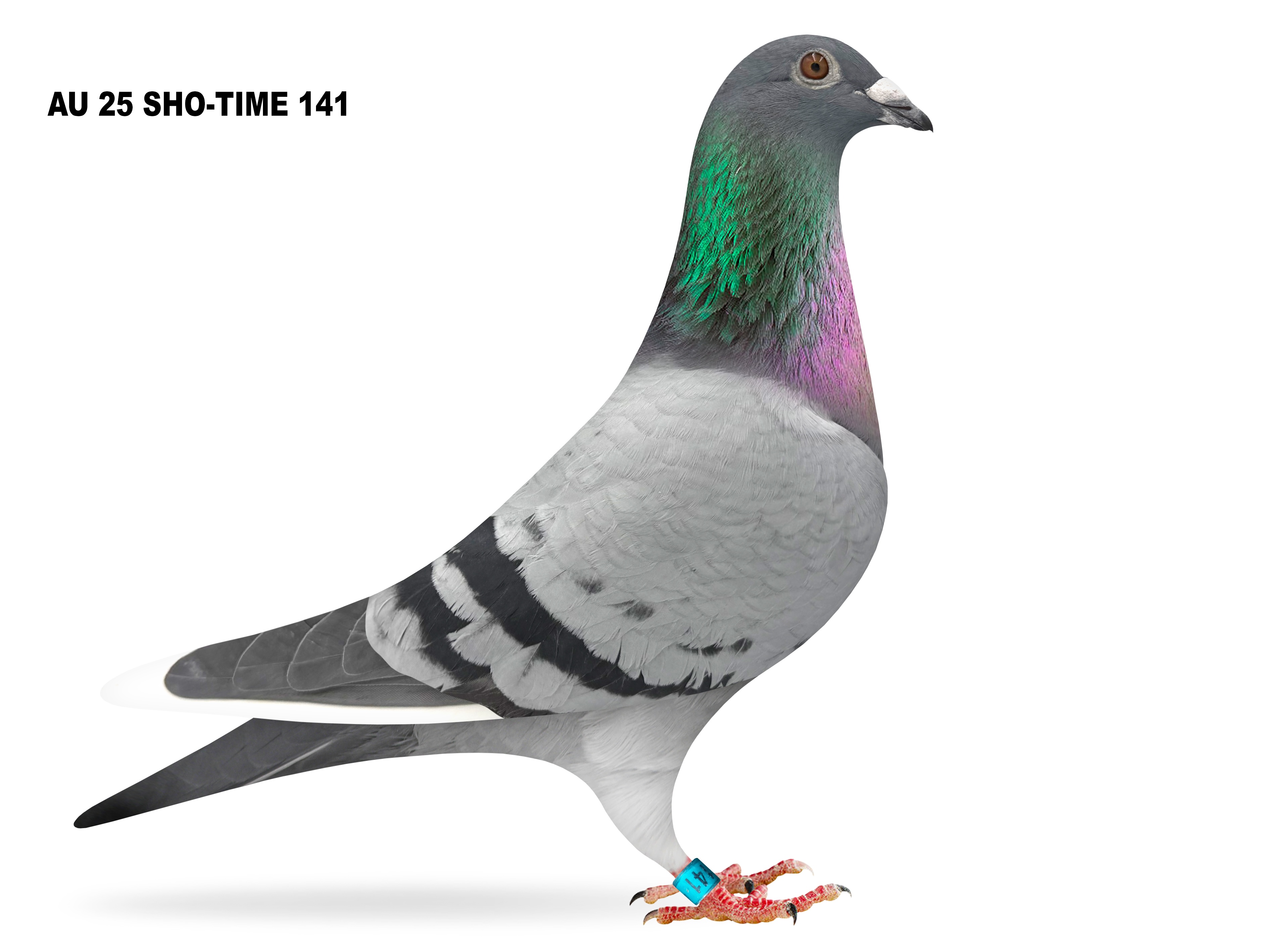 AU 25 SHO-TIME 141 BBWF C