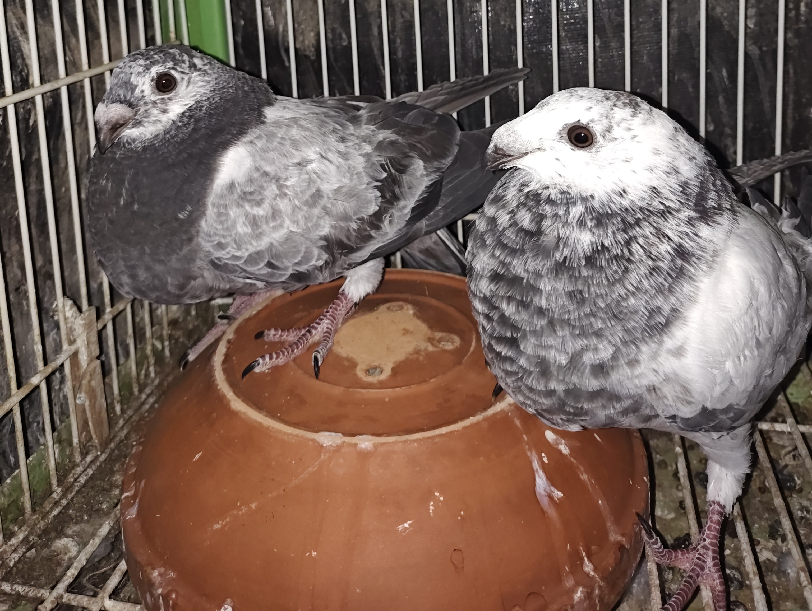 Jienense Spanish Pouter Squabs 