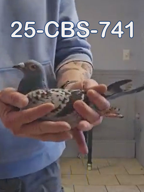 25-CBS-741 Light Check hen. 