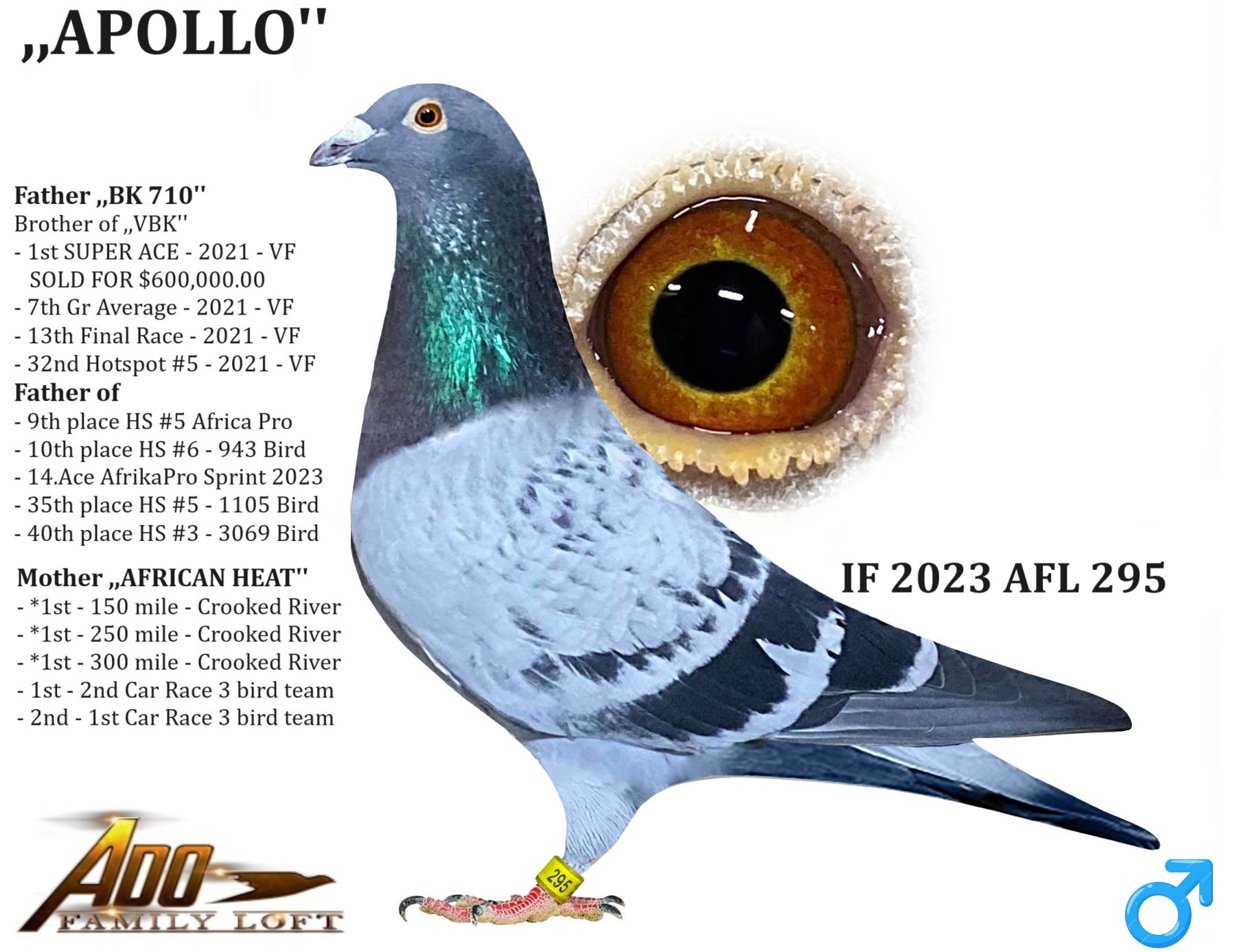 iPigeon.com - Racing Pigeon Auction