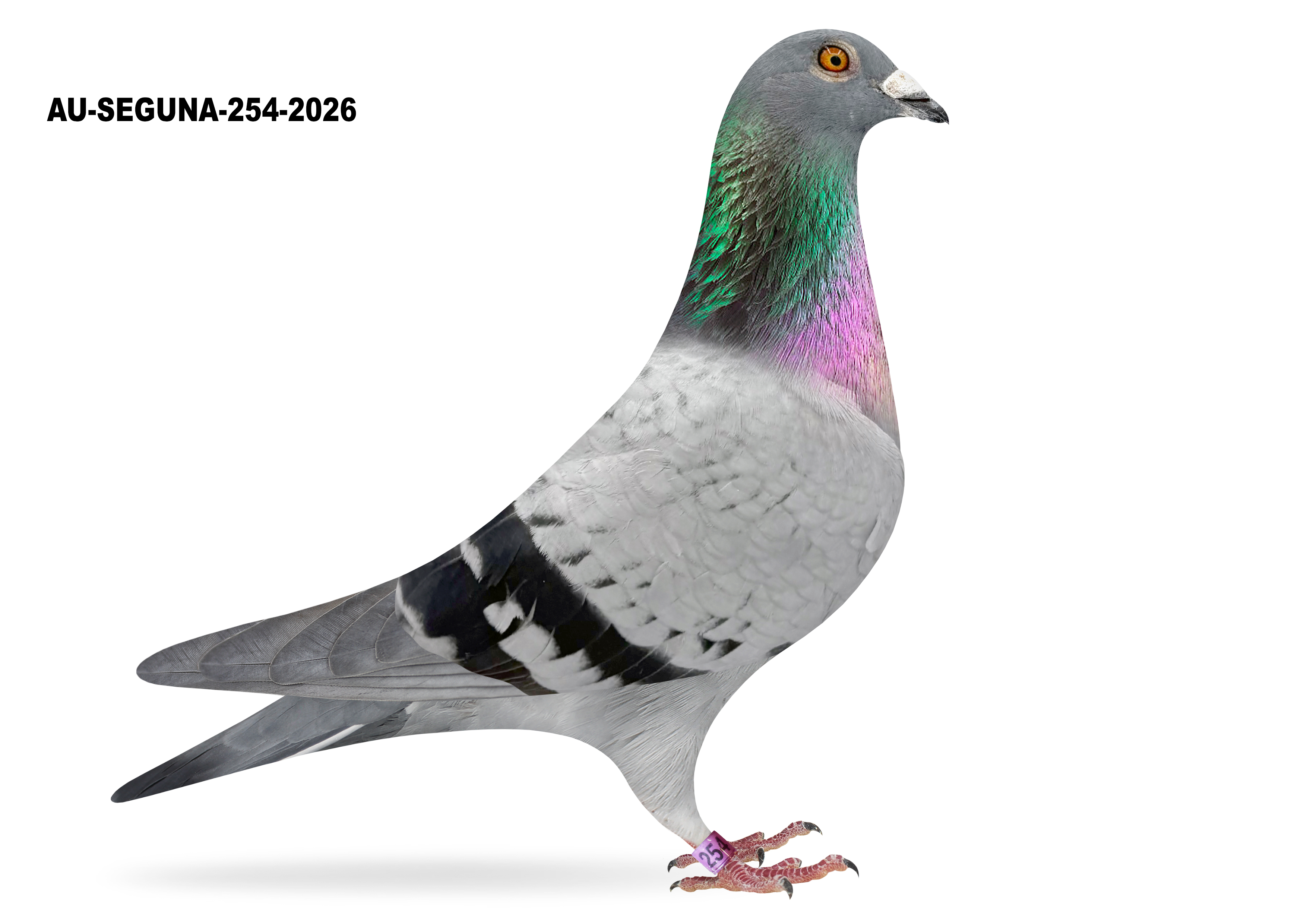 Wolverine Racing iPigeon.com - Racing Pigeon Auction