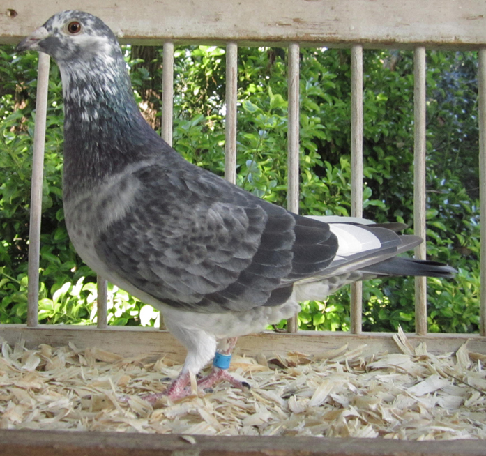 Preview Image 1
