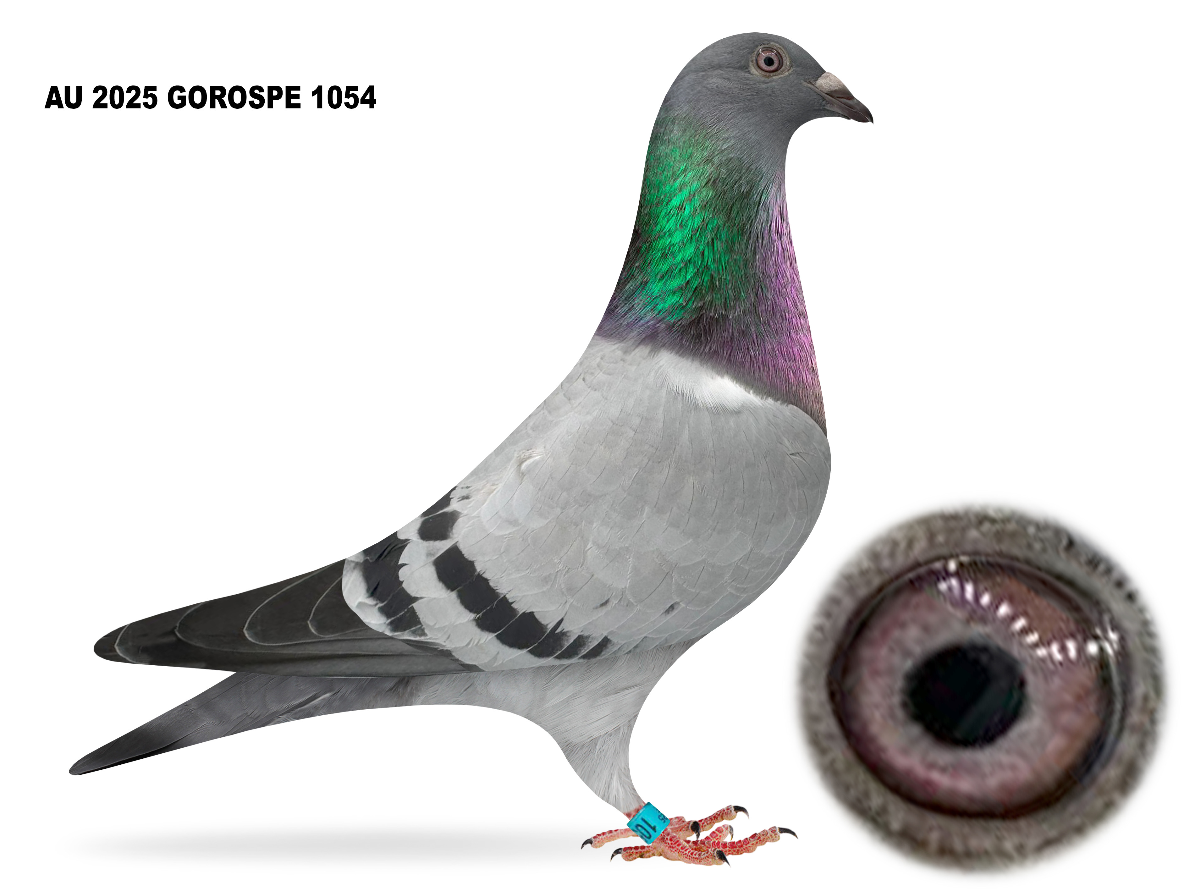 GOROSPE 1054 2025