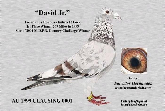 14-AA-15050 Red Check Cock.