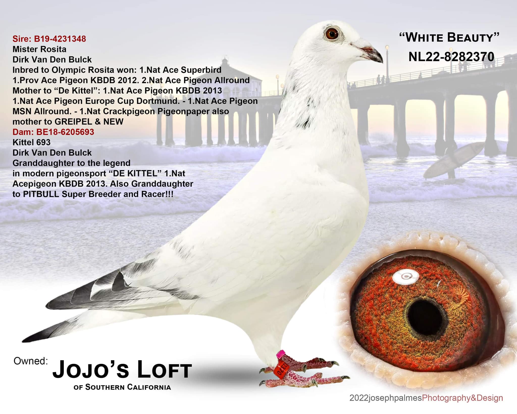 22 NL 8282370 GRIZ H WHITE BEAUTY