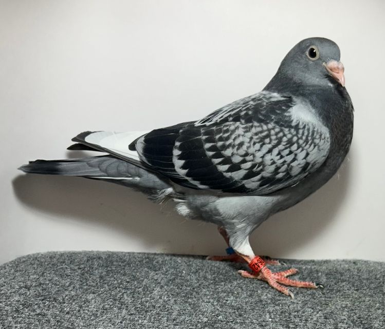 2642 WICK AU 2026 BCWF