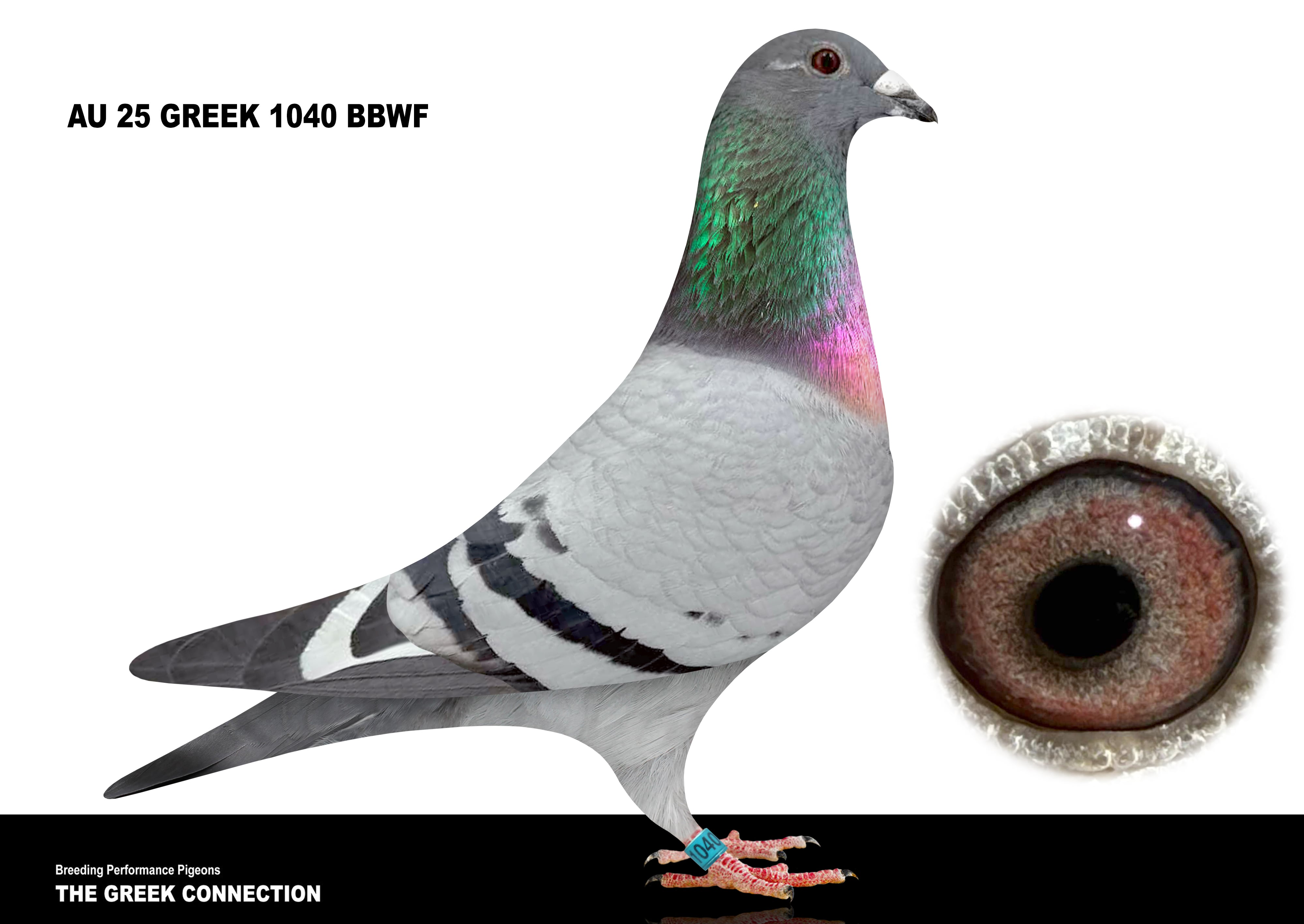 AU 25 GREEK 1040 BBWF HEN