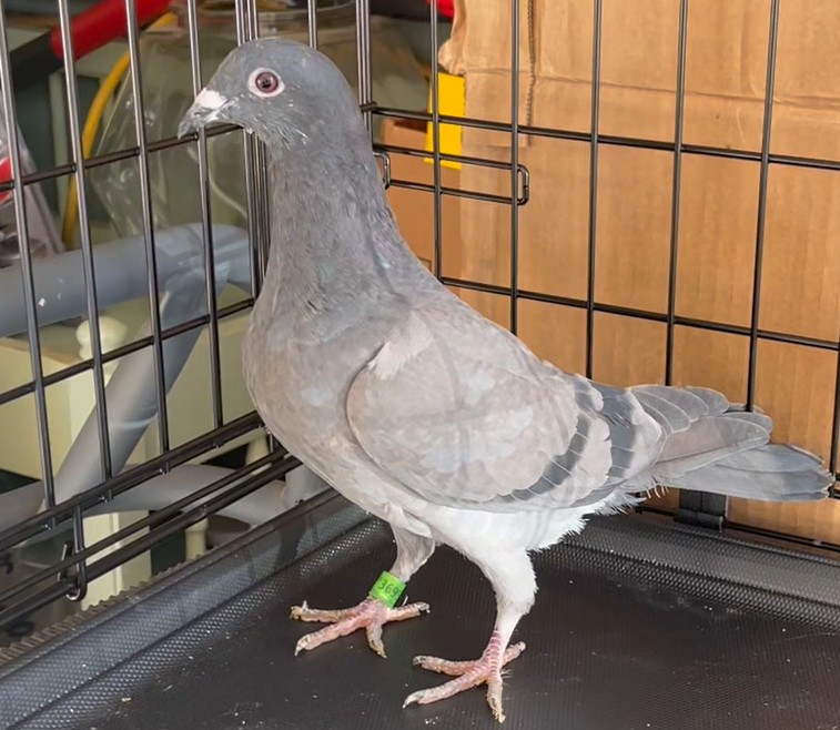 AU25-3695 - DOUBLE MY #1 FOUNDATION COCK