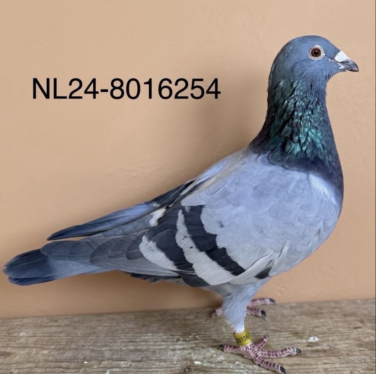 NL24-8016254 Cock