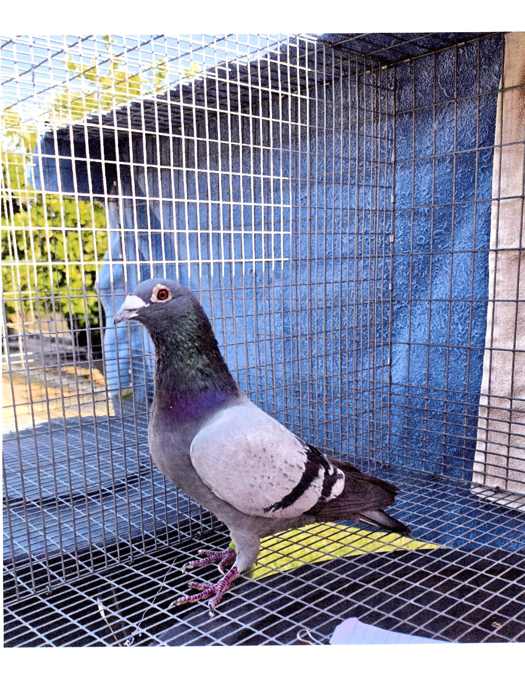 TEMPLETON LOFT 167-23 BB COCK