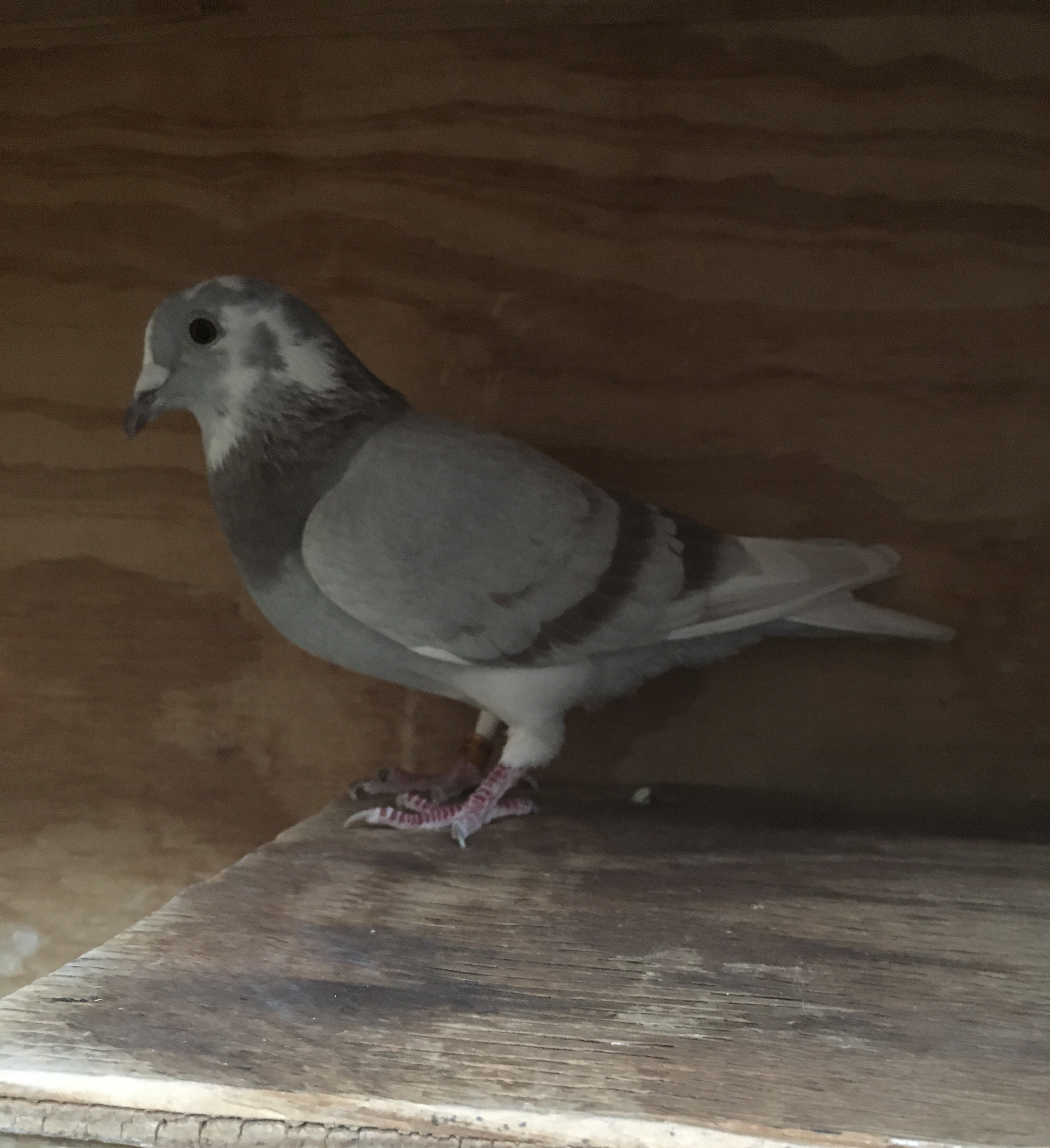 24-CMC-1184 MEALY HEN