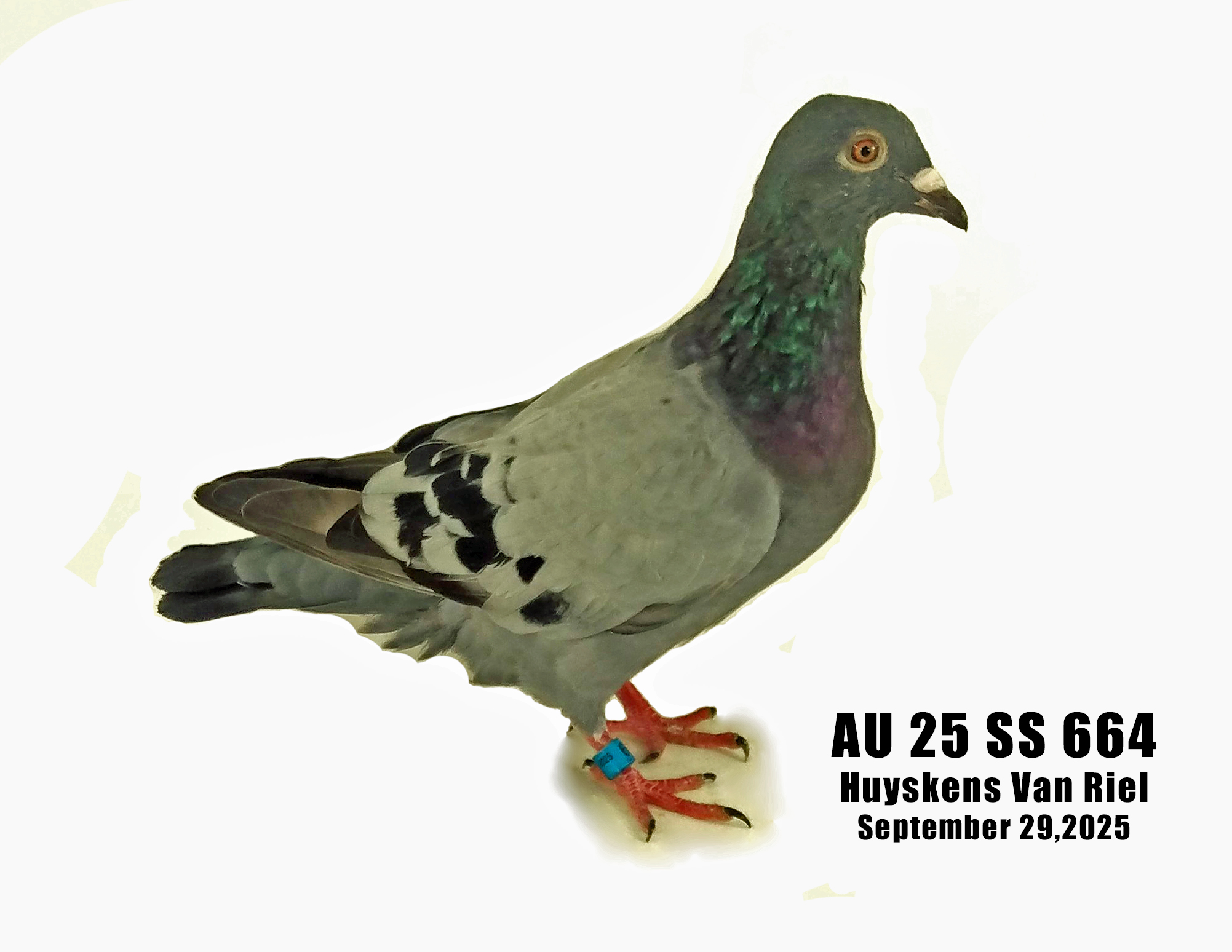 AU 25 SS 664 Huyskens Van Riel