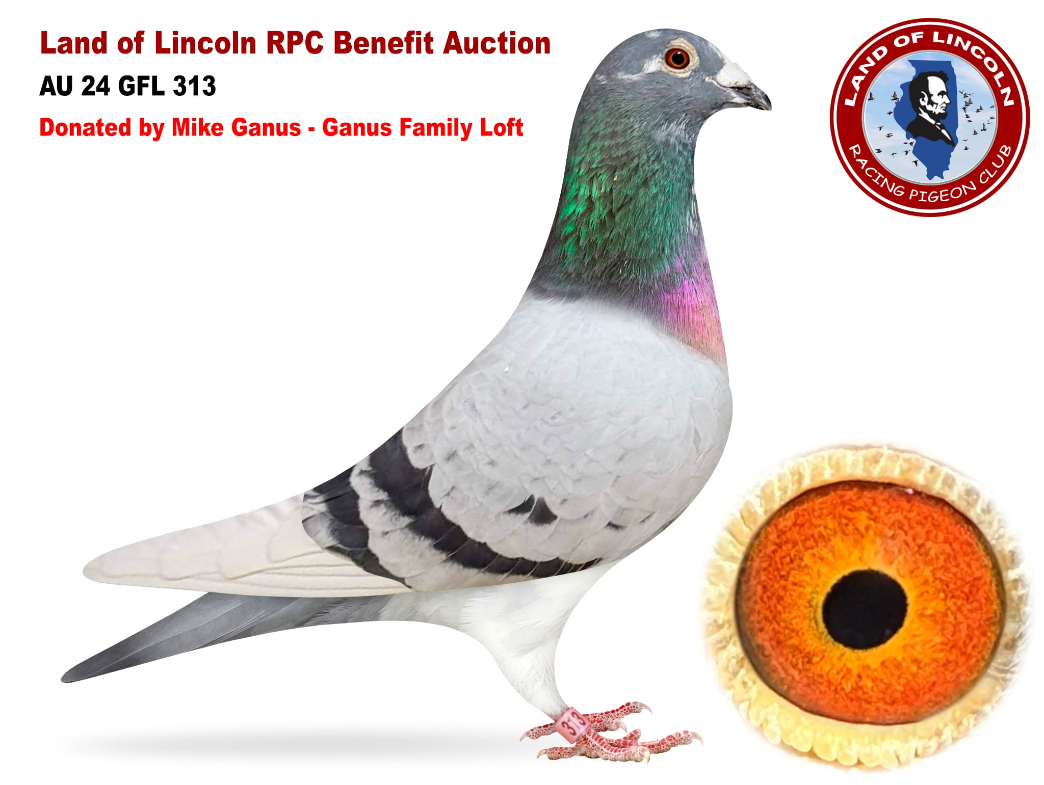 AU 24 GFL 313 BB Spl Cock