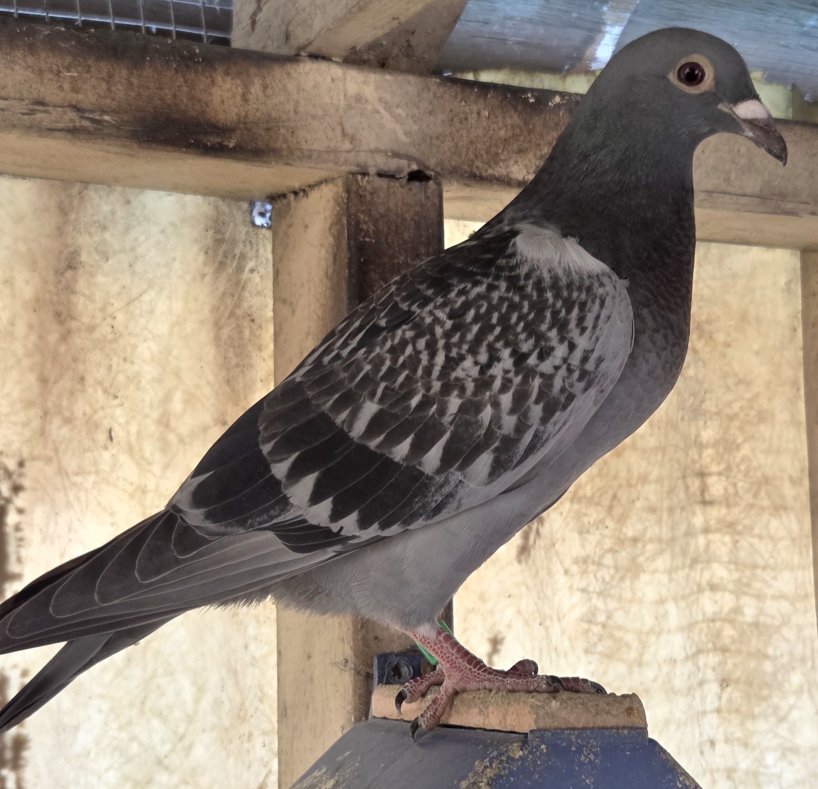 2026 young bird dark check GBR Schellen X Hooyman/Vandenabelle