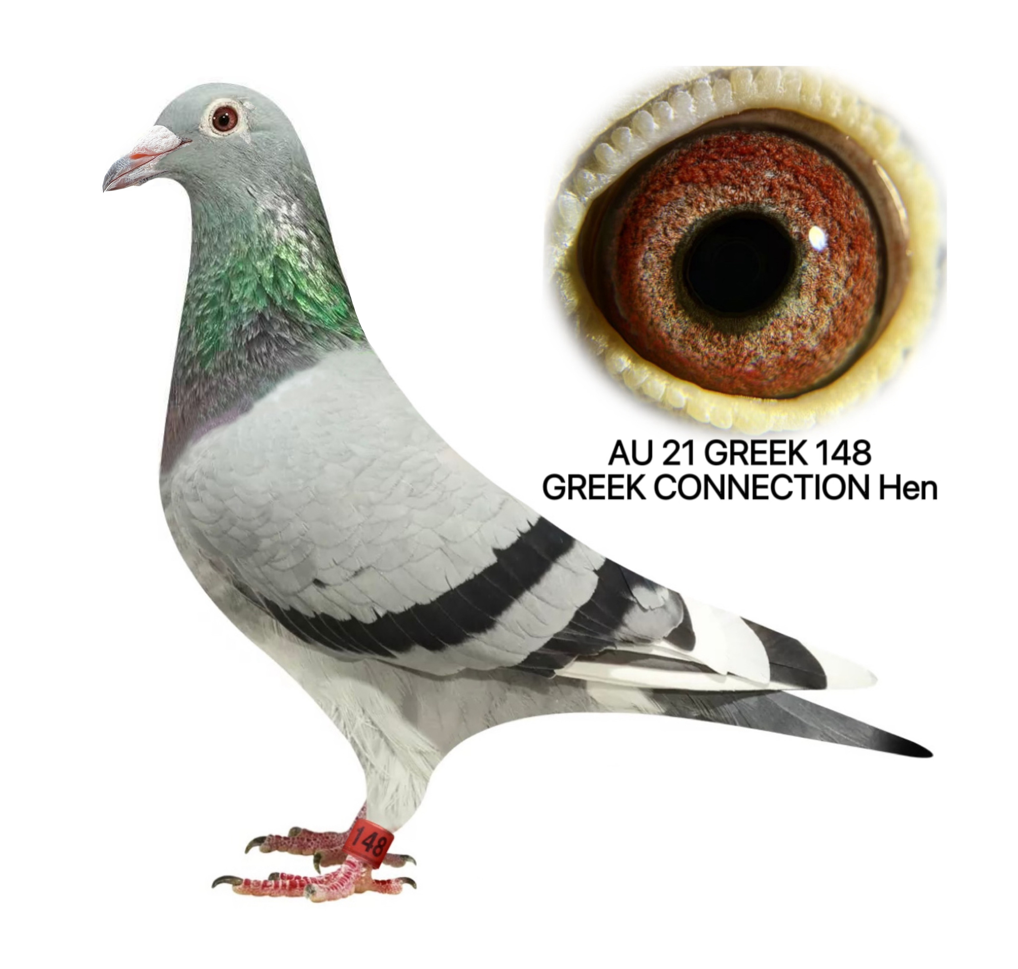 GREEK CONNECTION LOFTS