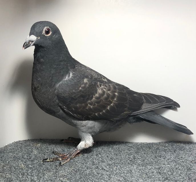 25374 RMR AU 2025 BRZ