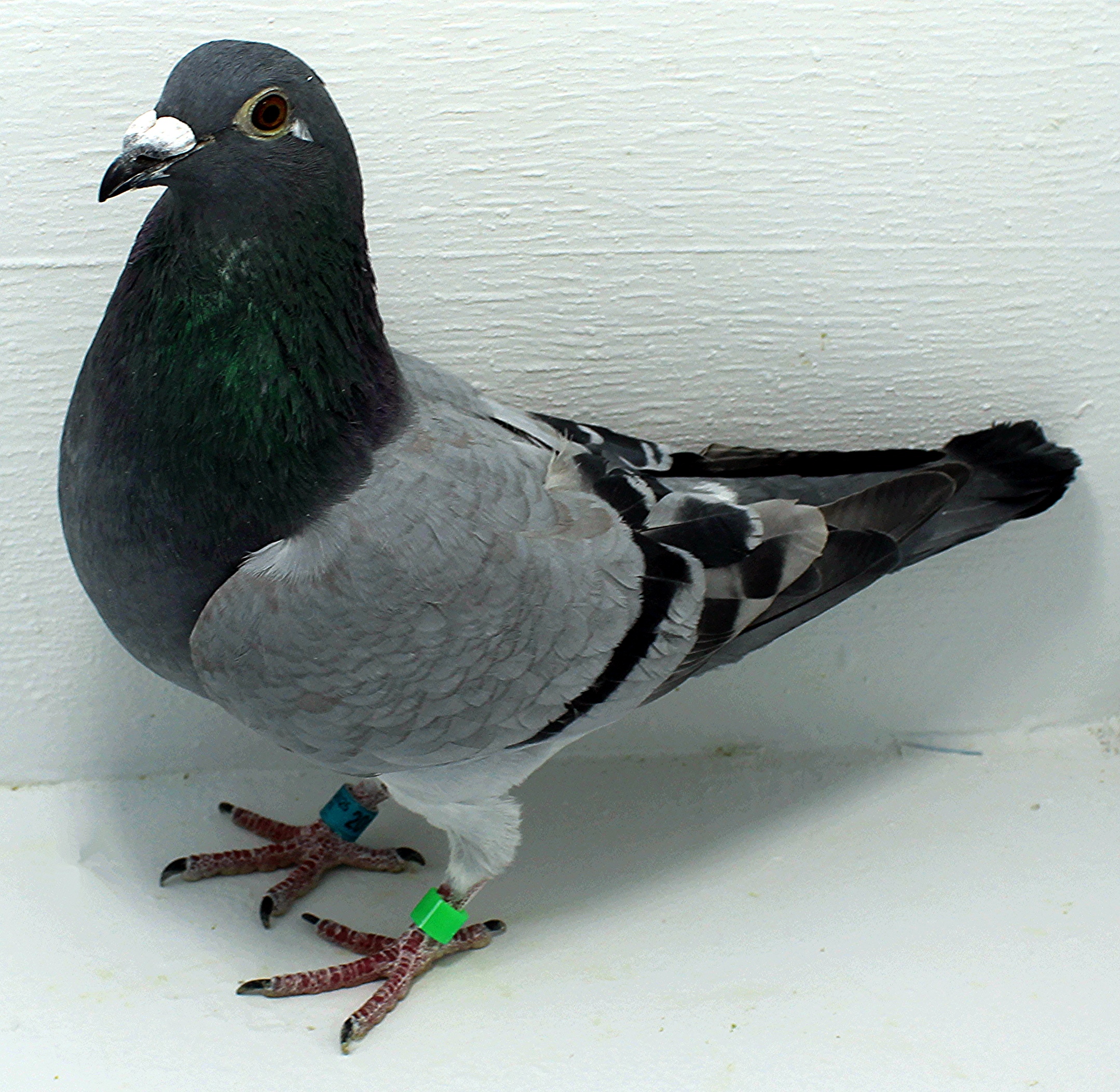 AU 20102 AA 2025 Pure Gurnay