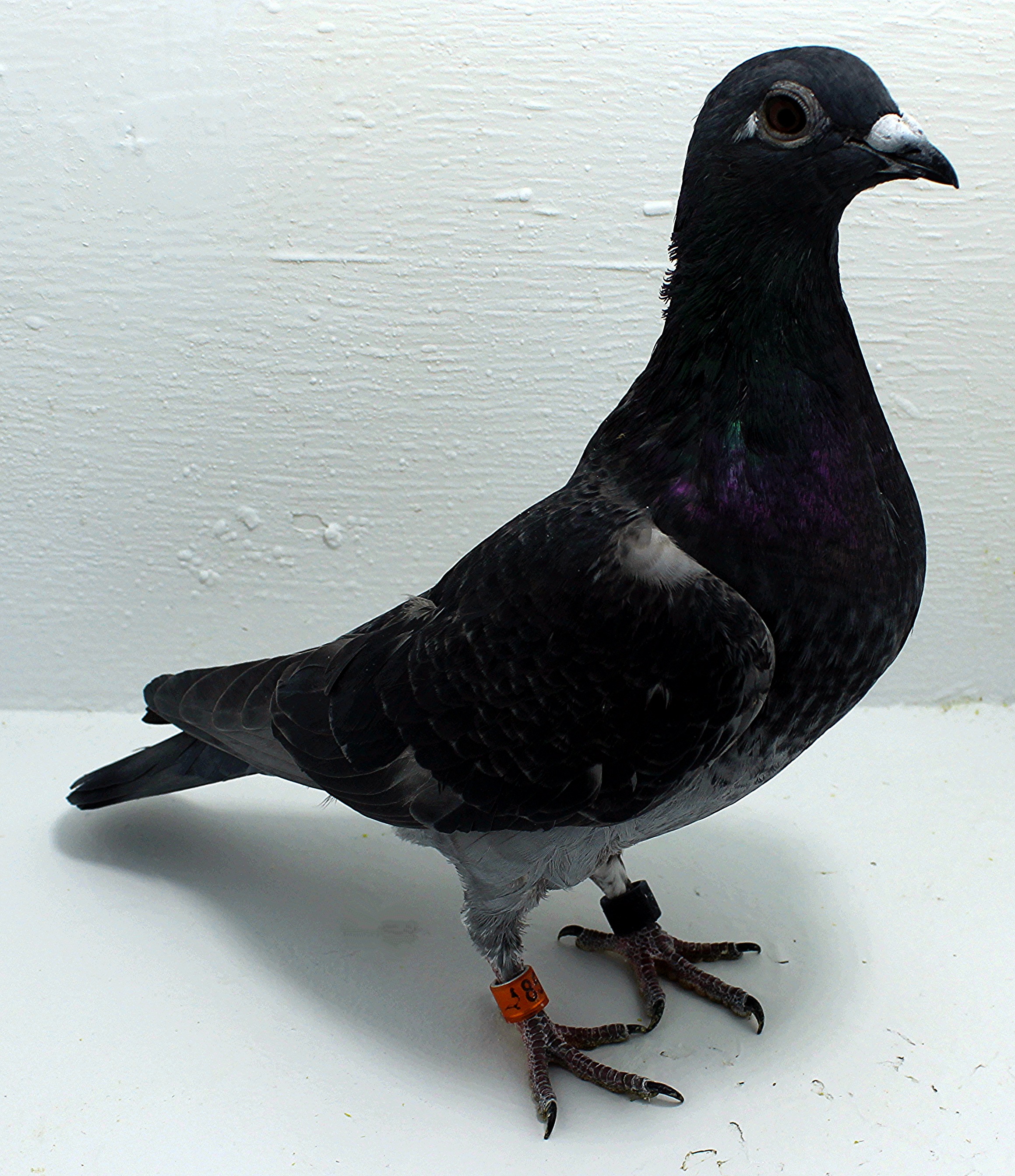 85 USA 2025 Pure Hansenne