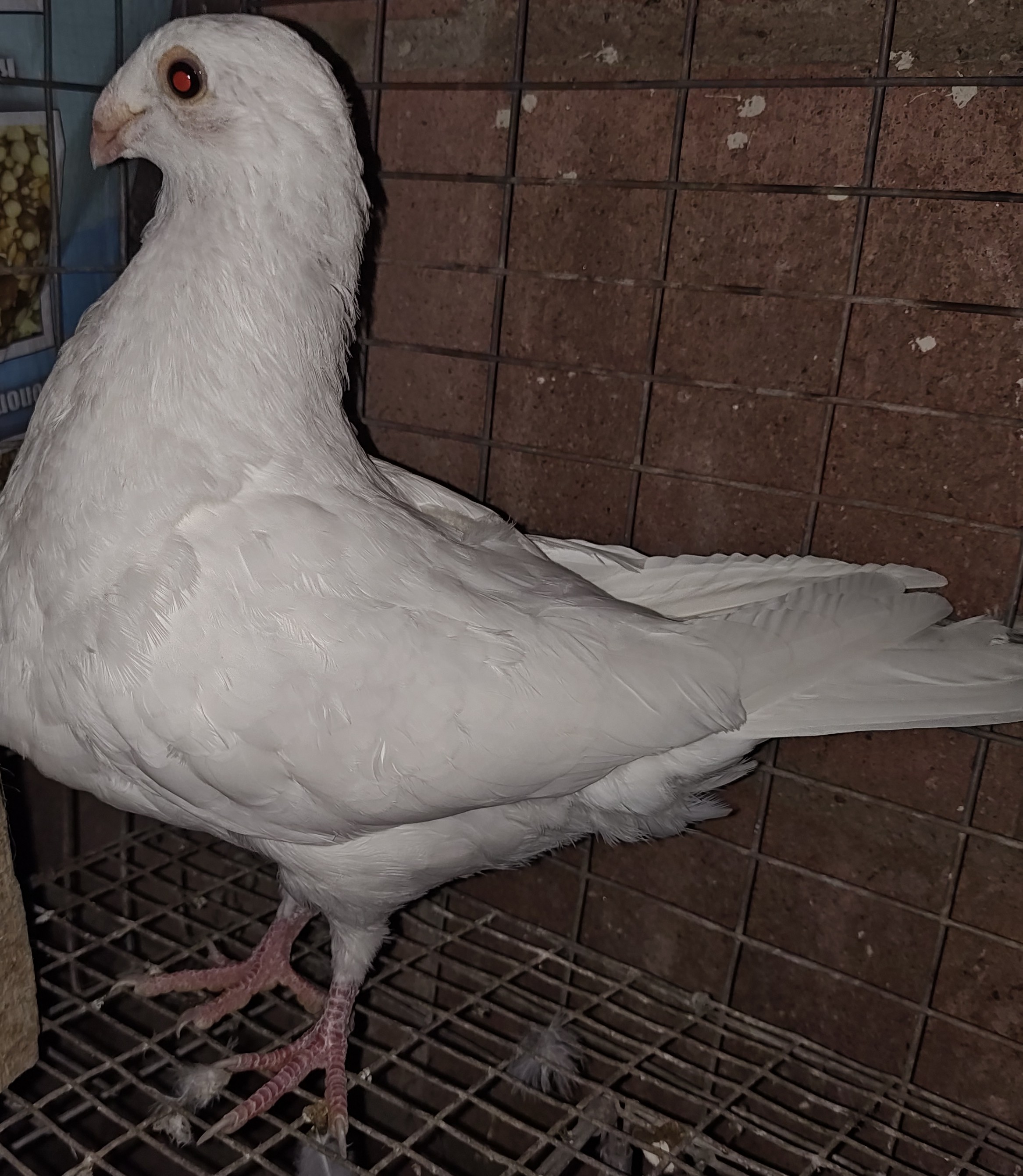 Laudina Sevillana Pouter Hen