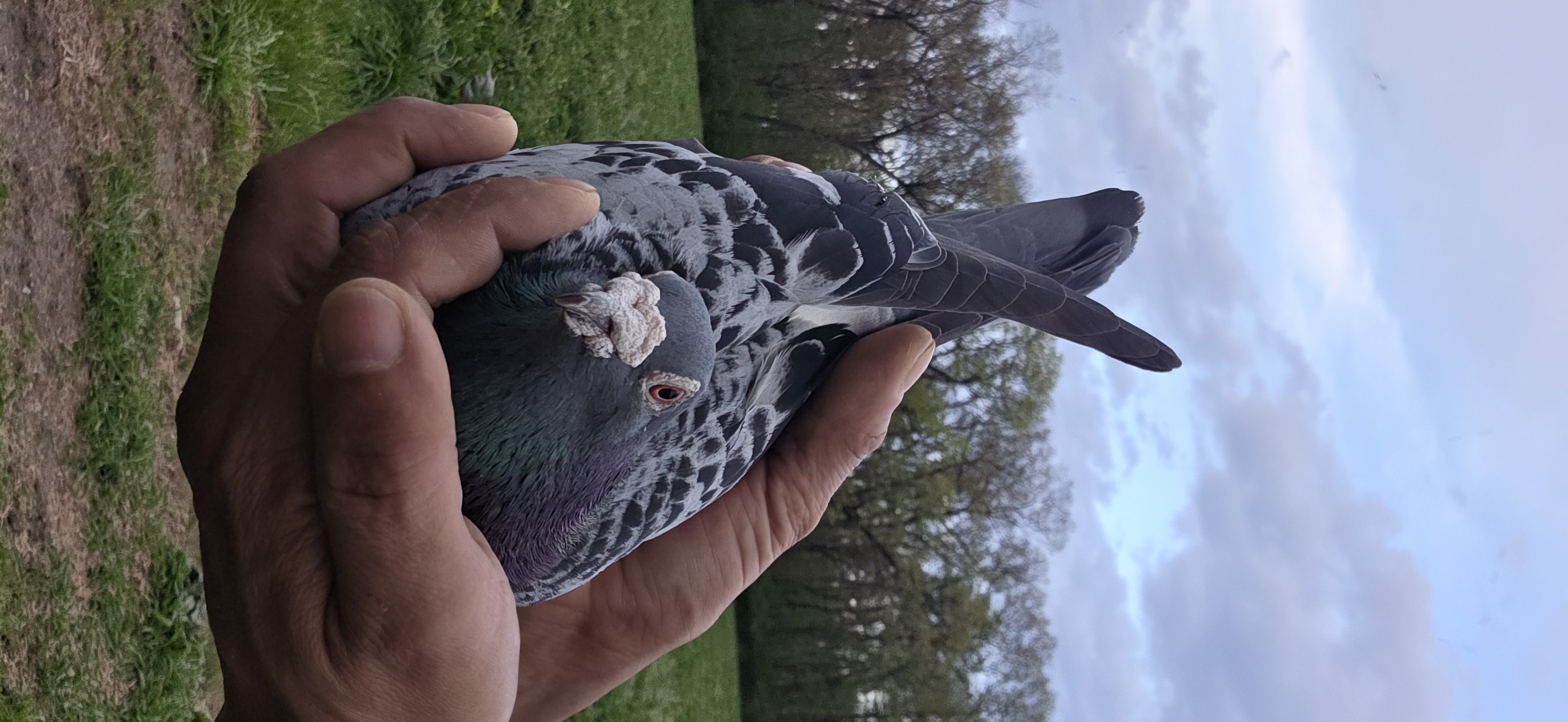 Preview Image 2