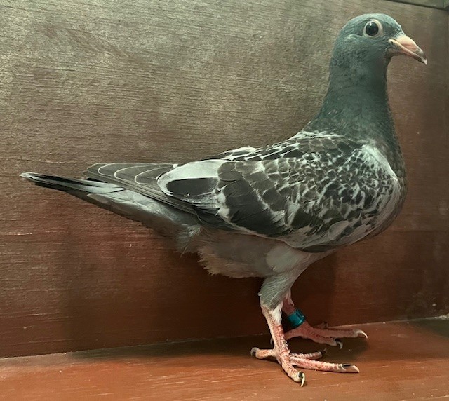 2 LATE HATCH SQUEAKERS OFF IMPORT