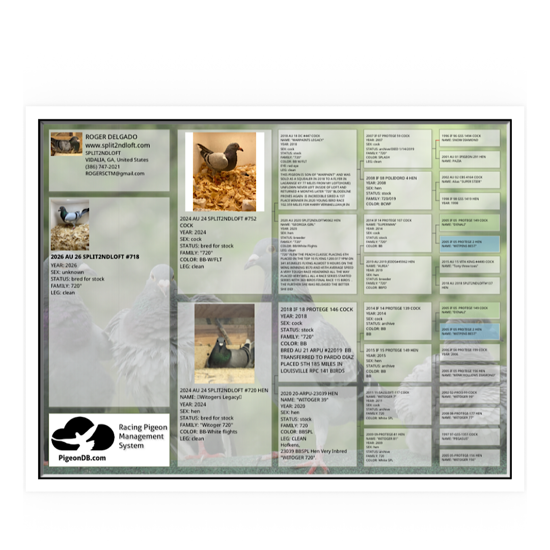 Preview Image 4
