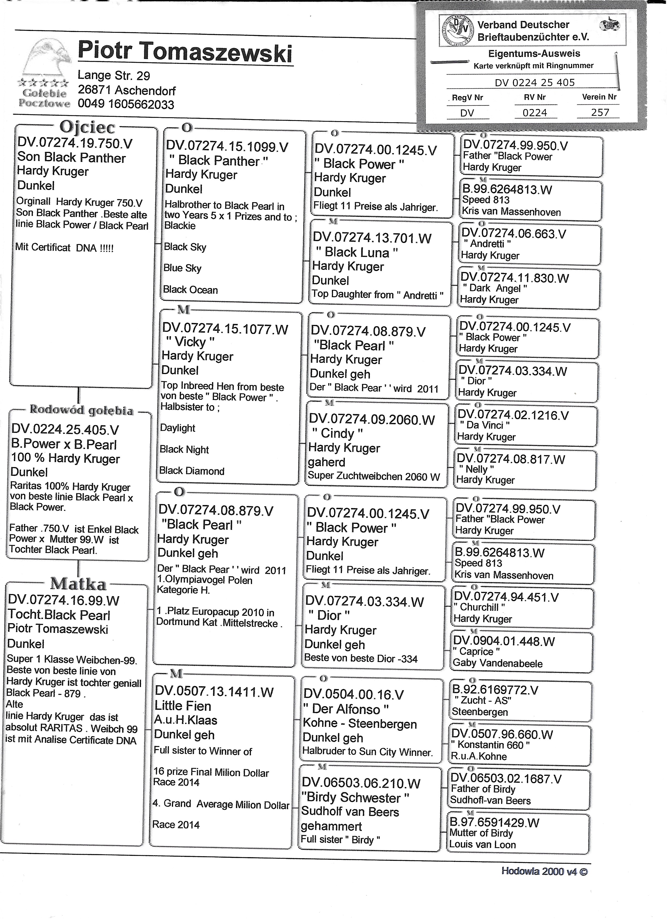 ipigeon-racing-pigeon-auction