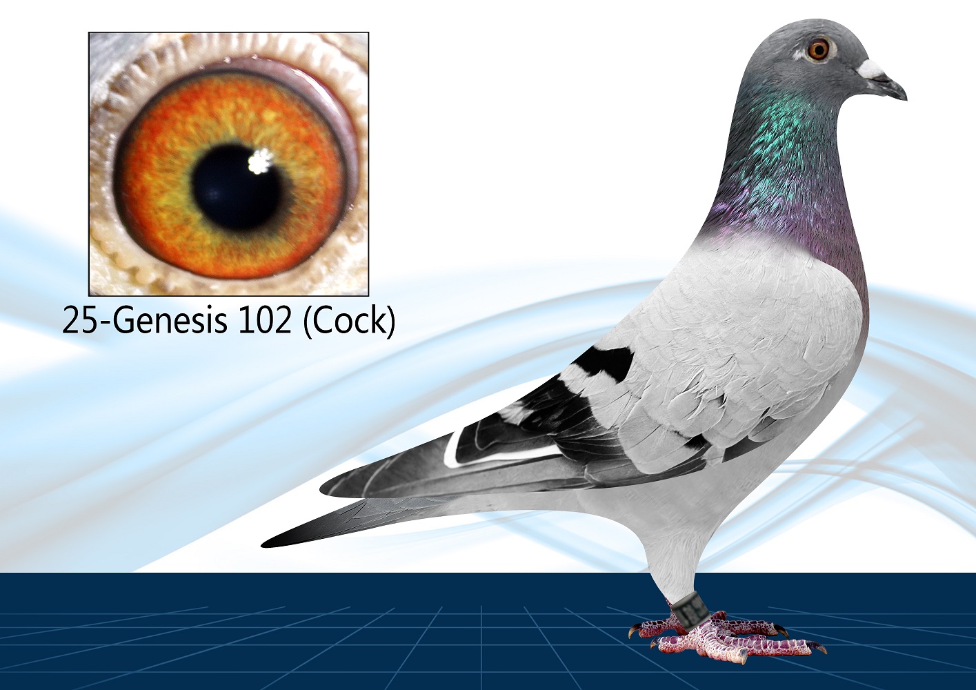 25-102(Cock) Inbred Surebet
