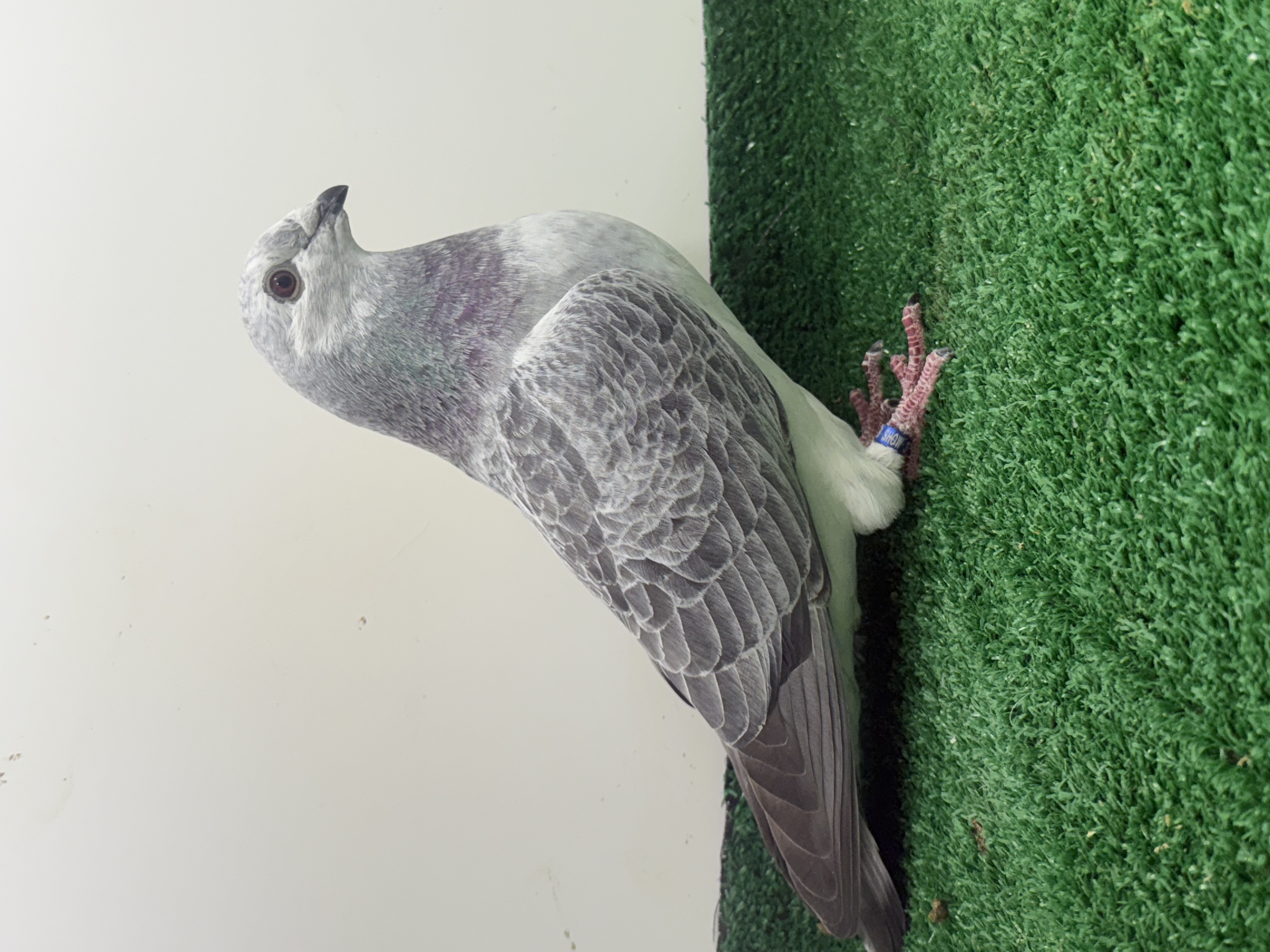 Super Grizzle hen ready to show 