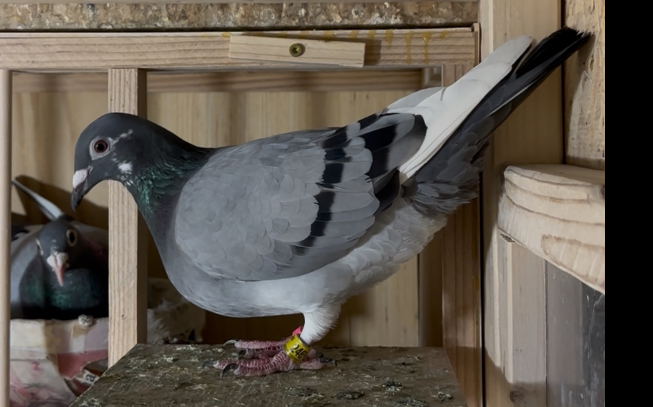 Breeder reduction 