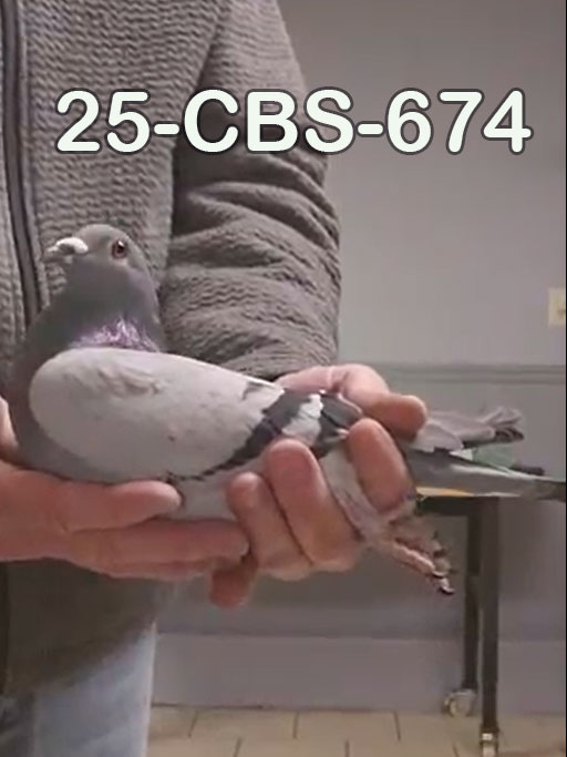 25-CBS-674 Blue male. 