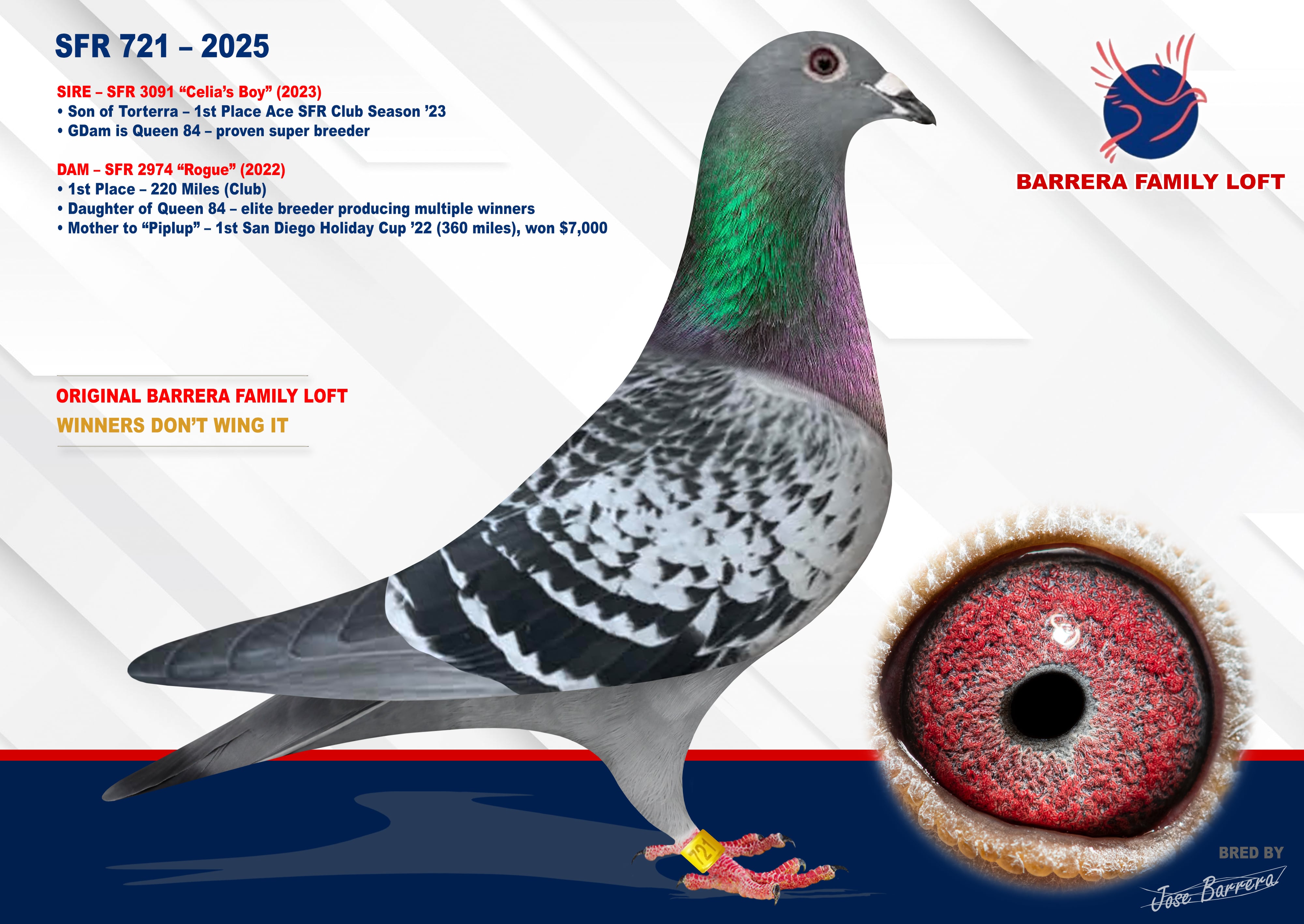 SFR 721 – 2025
Queen 84 Genetics on Both Sides (One of the best breeding hens at my loft) 
