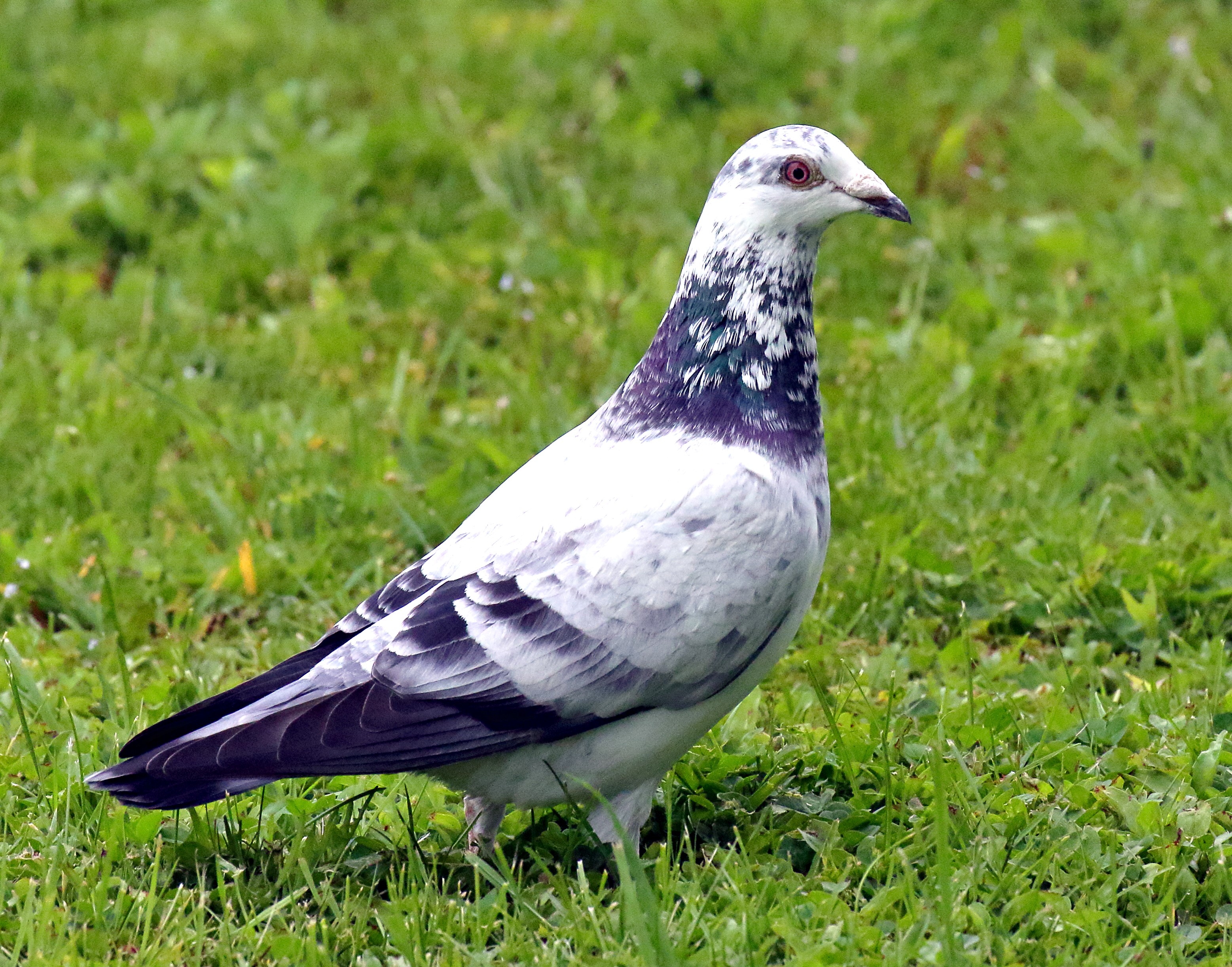 Red Cape Wings  Young Bird Kits 2026