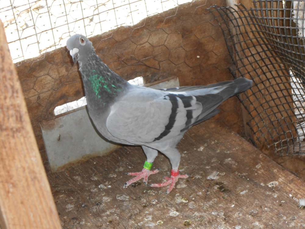 iPigeon.com - Racing Pigeon Auction