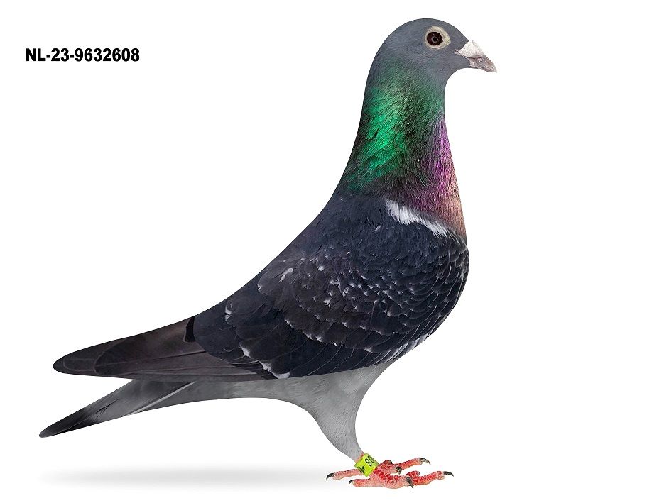 NL 23-9636208 “Priority Dolle”