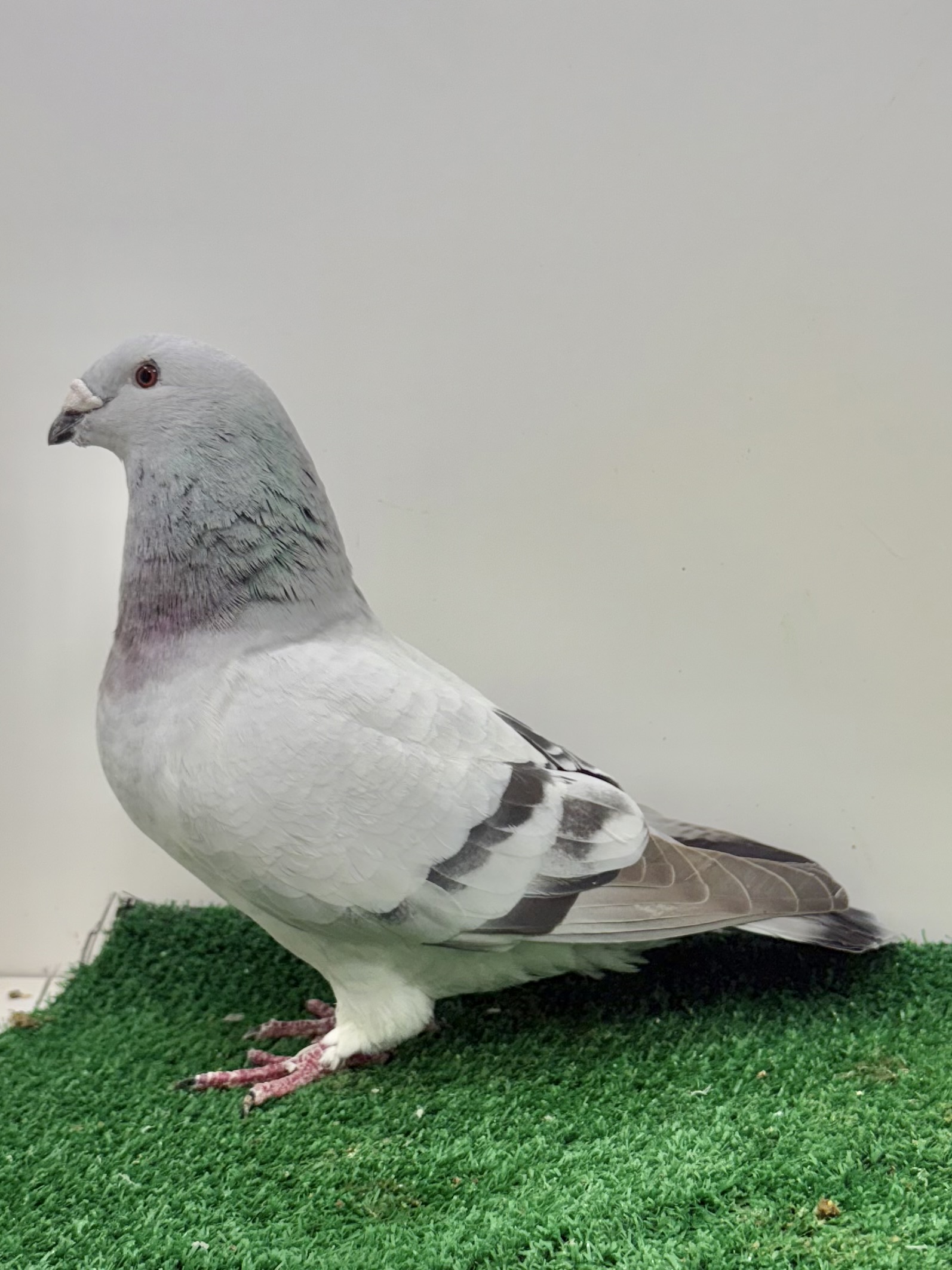 This is a very nice blue cock 