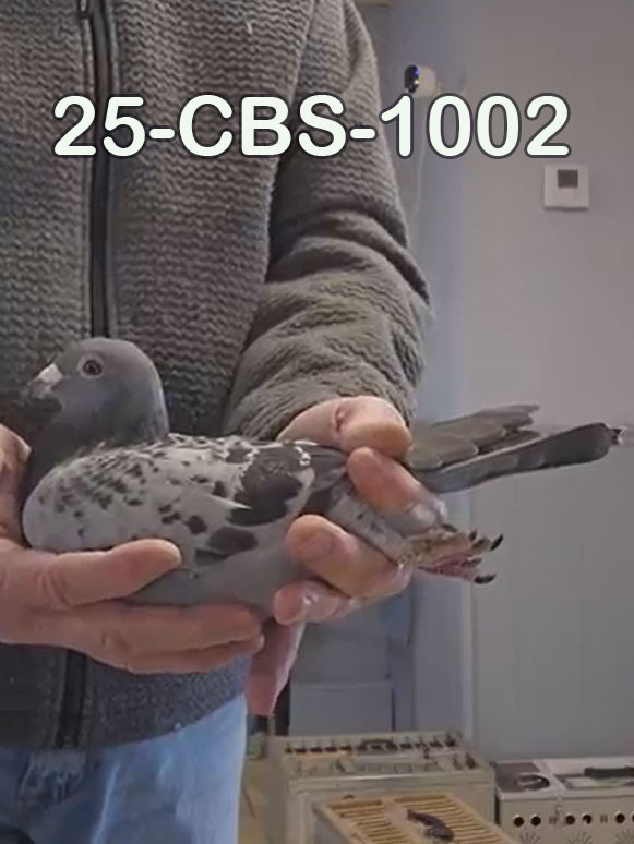 25-CBS-1002 Light check male