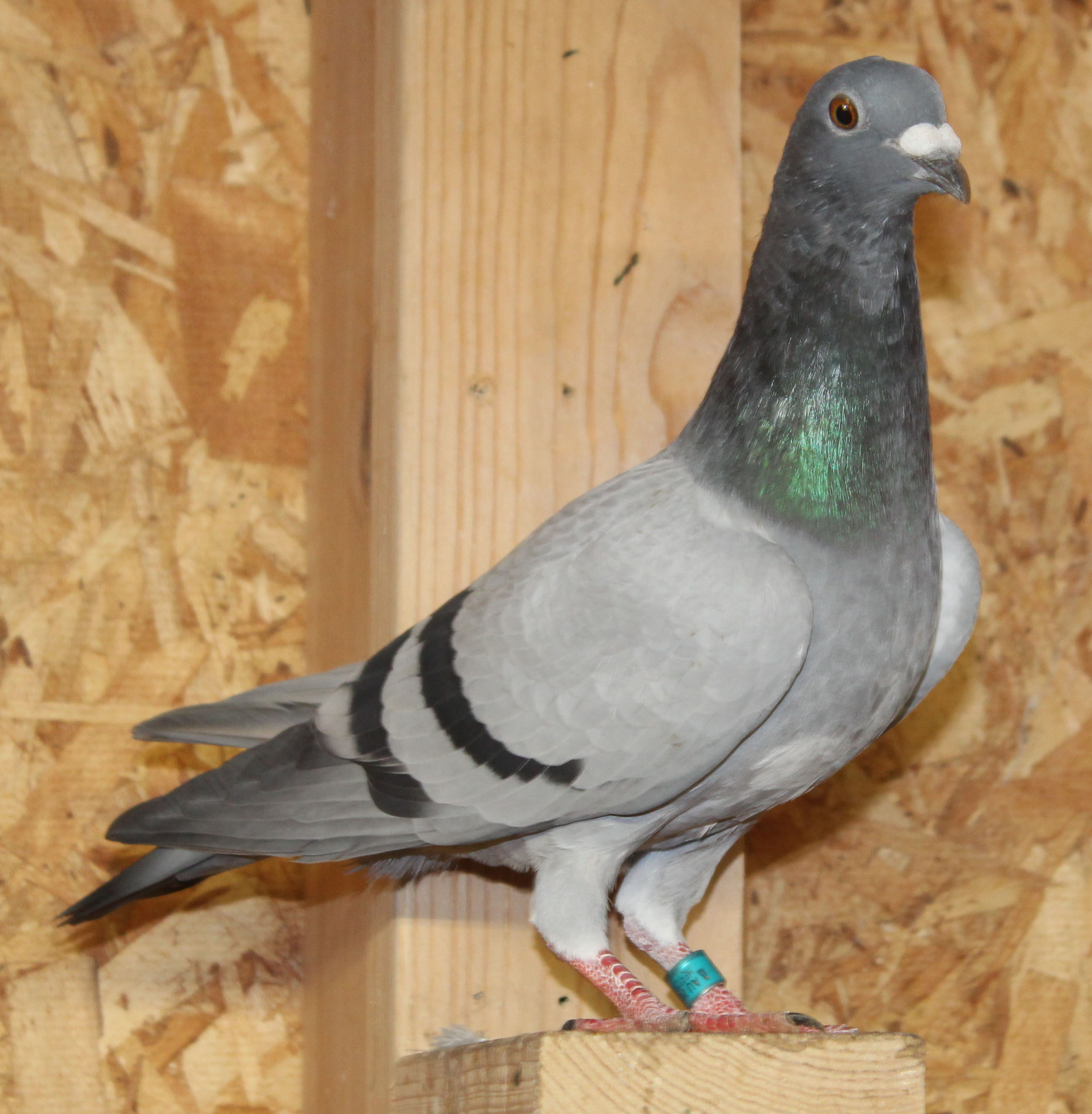 Kannibaal Gaby Gallo Clausing