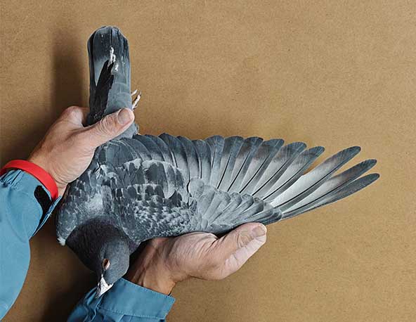 AU-21-WFPF-11302 Cock. 1st @ 140M