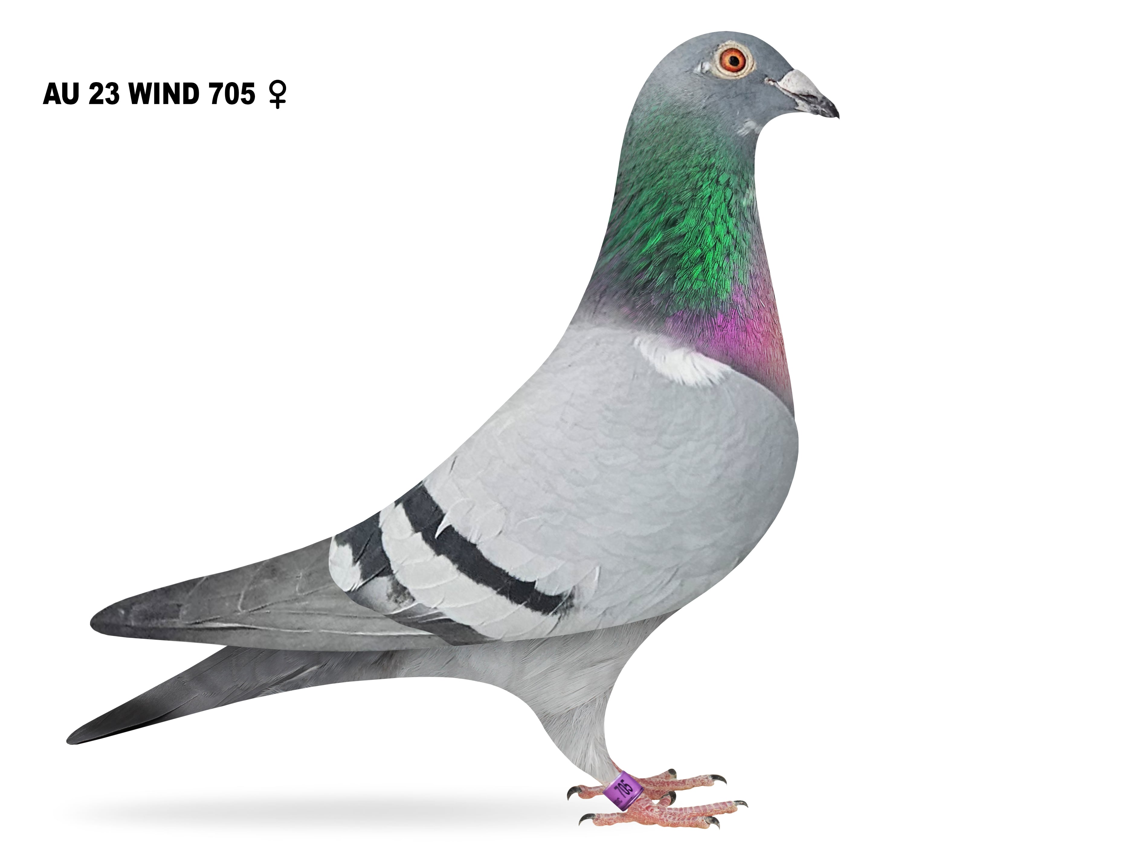 AU 23 WIND 705